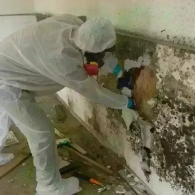 Mold Remediation and Removal in Macedon, NY